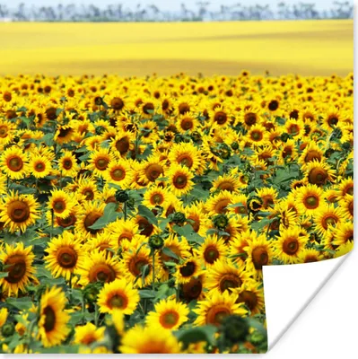Produktbild von MuchoWow® Poster Sonnenblume - Blumen - Natur 50x50 cm - Wohnzimmerdekoration