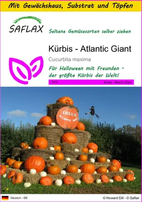 Produktbild von SAFLAX Anzucht Set - Kürbis - Atlantic Giant - Cucurbita maxima - 7 Samen - Mit Mini-Gewächshaus, Anzuchtsubstrat und 2 Töpfen