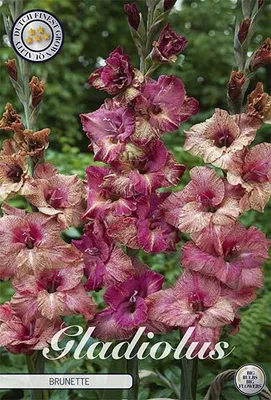 Artikelbild 2 von 'Gladiole Brunette (10 Stück)' aus der Kategorie Gladiolenzwiebeln