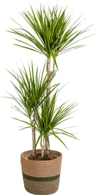 Obrázek produktu pro Dracaena Marginata Green vcetne prírodního košíku - výška 110 - 130cm - prumer