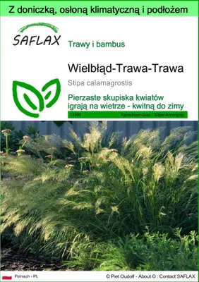 Zdjęcie produktu dla SAFLAX - Garden to go - Wielbłąd-Trawa-Trawa - 50 Nasiona - Z doniczką, pokrywą klimatyczną i podłożem do uprawy - Stipa calamagrostis
