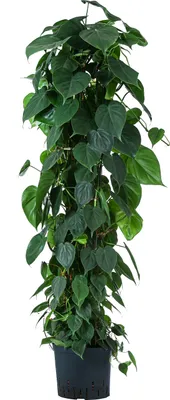 Produktbild von Dehner Baumfreund, Philodendron scandens, in Hydrokultur, ca. 115 cm, Ø Topf 22 cm, Zimmerpflanze