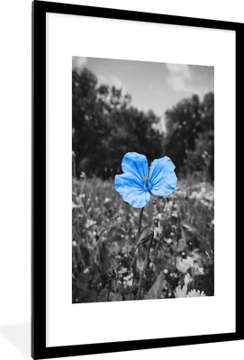 Produktbild von MuchoWow® MuchoWow® Gerahmtes Poster Blumen - Schwarz - Weiß - Blau 60x90 cm - Poster mit zchwarzem Bilderrahmen - Dekoration - Wandposter Wohnzimmer - Hochwertig