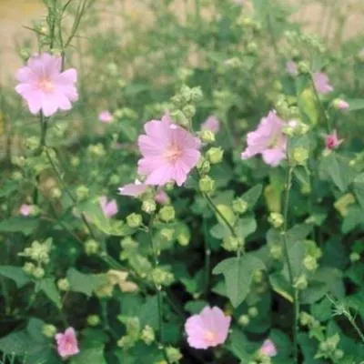 Immagine prodotto di 6 x Lavatera hybr. 'Candy Floss' - malva a cespuglio - vaso 9 x 9 cm