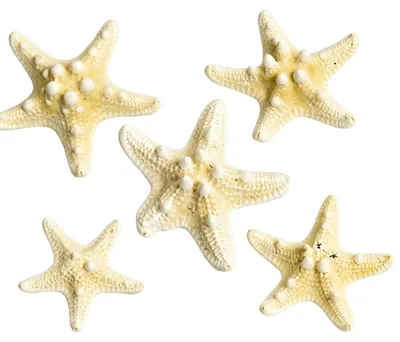 5 Seesterne Deko 5–7,5 cm für DIY, Aquarium & Strandthema