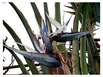 Produktbild von Strelitzia Nicolai "Bunte Paradiesvogelblume" 10 Samen