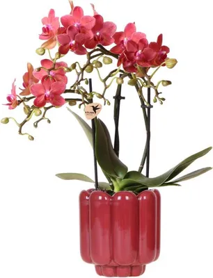 Produktbild von Kolibri Orchids | Rote Congo Orchidee + Retro roter Übertopf – Topfgröße Ø9cm | blühende Zimmerpflanze – frisch vom Züchter