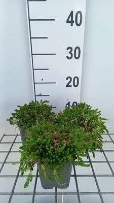 Produktbild von 6 x  Sedum acre 'Aureum' - Fettblatt - Topf 9 x 9 cm