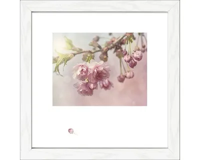 Produktbild von Gerahmtes Bild Blütenträume V 35x35 cm