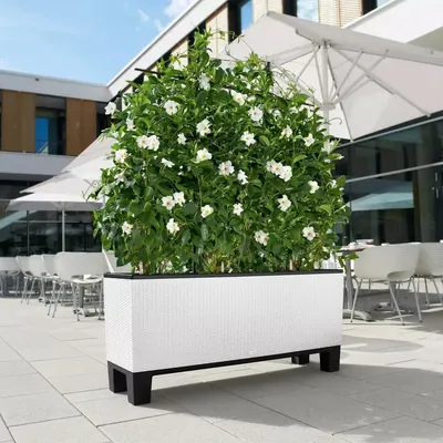 Obrázok produktu pre LECHUZA TRIO Cottage 30, Kvetináč, Voľne stojace, Biela, Obdĺžnik, Vnútorná / vonkajšia, 80 cm