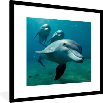 Produktbild von MuchoWow® Gerahmtes Poster Wasser - Delphin - Blau 40x40 cm - Poster mit Schwarzem Bilderrahmen Wandposter Rahmen Foto Bilder - Poster - Plakat im Rahmen