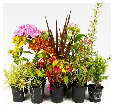 Produktbild von Pflanzen Set für den Garten - 5 winterharte Pflanzen - Grünpflanzen, Gräser, Sträucher & Kletterpflanzen - Winterharte Pflanzen für Balkon & Kübel