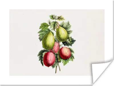 Produktbild von MuchoWow® Poster Früchte - Feigen - Blätter 160x120 cm - Foto Plakat