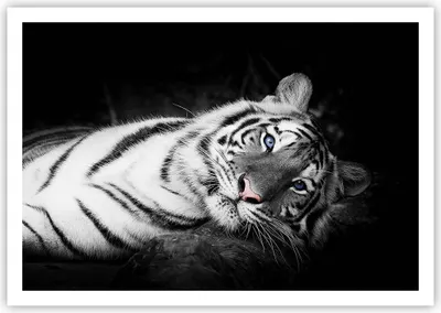 Produktbild von Poster - Poster ohne Rahmen - Weiß Tiger Schwarz und Weiß - 100x70 cm - Wand Bild - Wanddeko - Wandbilder - Kunstposter - Wandposter - Bilder - Kunstdruck - Wandbild - P2XAA100x70-4247