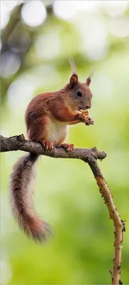 Produktbild von Türtapete Türposter Eichhörnchen auf einem Ast - Größe: 93 x 205 cm