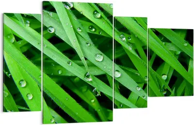 Produktbild von Bild auf Leinwand - Leinwandbild - Natur Gras Wasser Tropfen - 120x70cm - Wand Bild - Wanddeko - Leinwanddruck - Bilder - Kunstdruck - Wanddekoration - Leinwand bilder - Wandkunst - DL120x70-1562