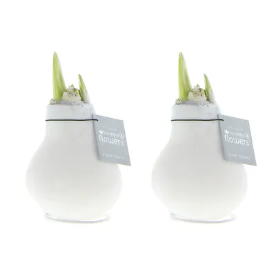 Produktbild von 2er-Set - Amaryllis-Zwiebel aus Wachs - weiße Samtbeschichtung - Weihnachtsdekoration - 15-25 cm hoch bei Lieferung