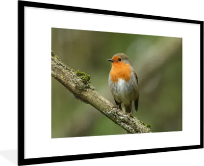 Produktbild von MuchoWow® Gerahmtes Poster Vogel - Rotkehlchen - Zweig - Pflanzen 90x60 cm - Poster mit Schwarzem Bilderrahmen Wandposter Rahmen Foto Bilder - Wanddekoration - Fotos