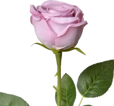 Obrázek produktu pro Clayre & Eef Umělé květiny Rose 61 cm Purple Plastic