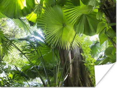 Produktbild von MuchoWow® Poster Tropischer Regenwald 160x120 cm - Foto Plakat