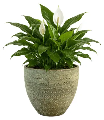 Produktbild von Ter Steege Pflanztopf Rinca - grun - Lavalook - D36 x H32