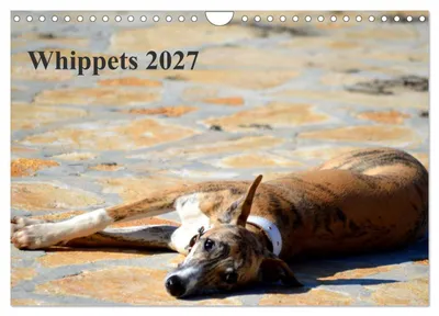 Produktbild von Whippet 2027 (Wandkalender 2027 DIN A4 quer), CALVENDO Monatskalender