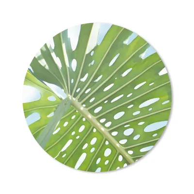 Produktbild von MuchoWow® Mauspad Mousepad Ein grünes botanisches Blatt in der Sonne 20x20 cm - Mousepads - Maus Mat - Pad - Mausunterlage - Schreibtischmatte