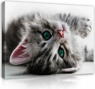 Produktbild von Leinwandbild Katze Kinderzimmer 120x80 cm XXL Modern Canvas Bilder Leinwandbilder Wandbilder Kunstdruck Wand Bild auf Leinwand Aufhängefertig