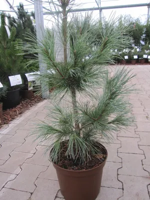 Produktbild von Pinus monticola glauca - Blaue Silberkiefer - 40-60cm