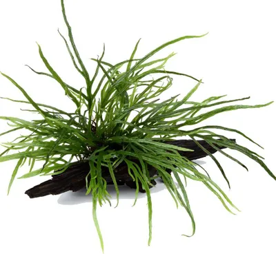 Produktbild von Aquarium Pflanze Microsorum pteropus 'Trident' auf Wurzel Tropica Nr.008G YWS