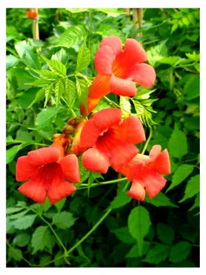 Produktbild von Trompetenblume, Campsis Madame Galen, 80 cm hoch im 3-Liter-Pflanzcontainer