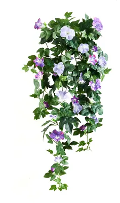 Produktbild von aplanta Künstliche Prunkwinde – Lysandra | 80 cm, für drinnen, Kunstpflanze, wie echt, Allergiker geeignet, pflanzliche Dekoration Praxis, Office & Wohnzimmer