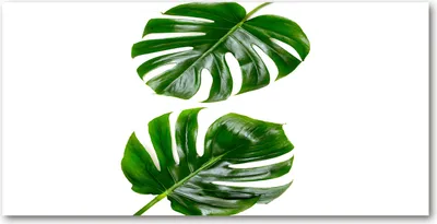 Produktbild von Tulup Glas-Bild -140x70- Wandkunst Dekorative Wand für Küche & Wohnzimmer - Blumen & Pflanzen - Tropische Blätter - Grün