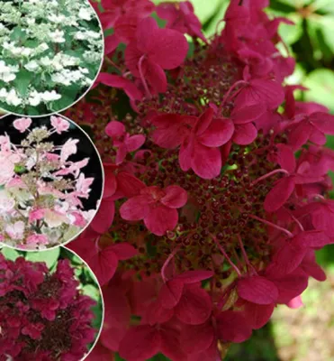 Produktbild von Rispenhortensie ´WIM´S RED®´ 40-50 cm, Cont. 3 l