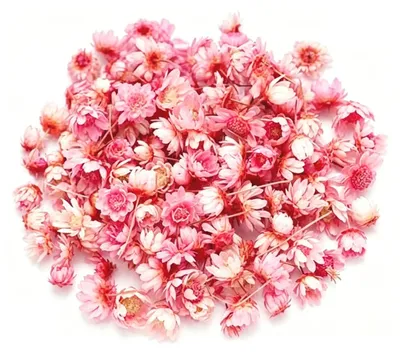 Dehner Blumenstrauß aus Trockenblumen, Blumen-Bouquet