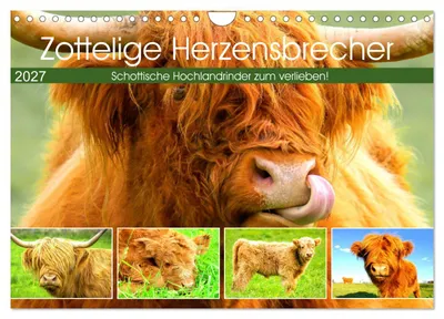 Produktbild von Zottelige Herzensbrecher. Schottische Hochlandrinder zum Verlieben (Wandkalender 2027 DIN A4 quer), CALVENDO Monatskalender
