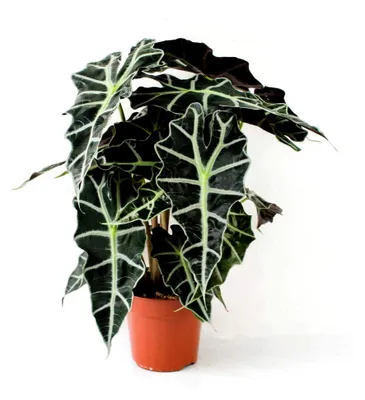 Produktbild von Alocasia Polly 35 cm - Pfeilblatt Elefantenohr | Pflegeleichte Zimmerpflanze für tropisches Ambiente | Dekorativ, Langlebig und Luftreinigend