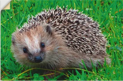 Produktbild von ARTland Wandbild, selbstklebend Igel Blick Größe: 30x20 cm