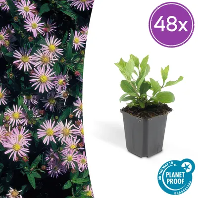 Image de Aster ageratoides 'Asran' | 48 pièces - 10-25cm - Ø9cm - Plante de jardin