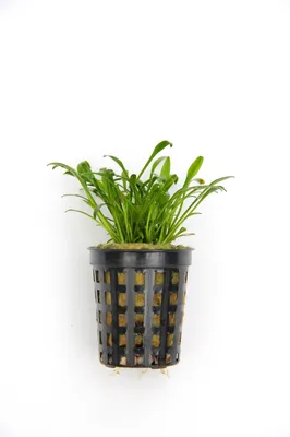Produktbild von Cryptocoryne parva Zwergwasserkelch im Topf