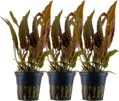 Produktbild von Aquarium Pflanze 3 Stück Cryptocoryne usteriana Tropica Nr.120 Wasserpflanzen