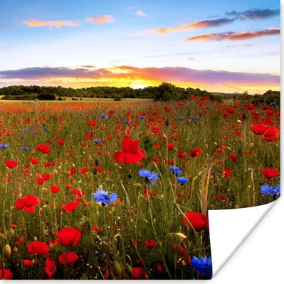Produktbild von MuchoWow® Poster Blumen - Sonnenuntergang - Farben 100x100 cm - Babyzimmer