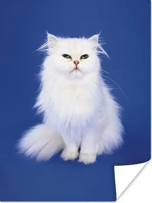 Produktbild von MuchoWow® Poster Weiße Perserkatze mit blauem Hintergrund 90x120 cm - Wohnzimmer