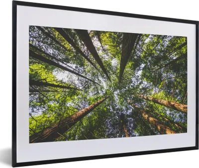 Produktbild von MuchoWow® Gerahmtes Poster Ansicht der Mammutbäume von unten 60x40 cm - Poster mit Schwarzem Bilderrahmen Wandposter Rahmen Foto Bilder - Schlafzimmer - Plakat in Rahmen - Drucken