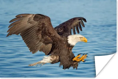 Produktbild von MuchoWow® Poster Vogel - Weißkopfseeadler - Wasser - Fliegen - Adler 90x60 cm - Schlafzimmer
