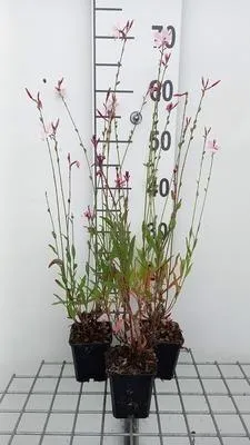 Produktbild von 6 x  Gaura lindh. 'Flamingo Pink' ( oenothera lindh.) - Gaura - Topf 9 x 9 cm