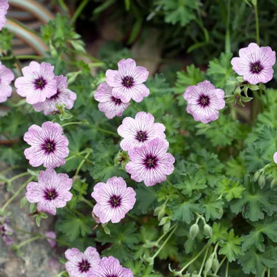 Image de Géranium cinereum « Ballerina » - 48 plants - Ø9cm - Hauteur : 10 à 25cm