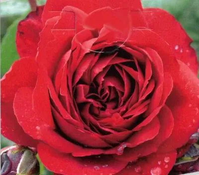 Produktbild von Kletterrose Belkanto ® - samtrot - Noack Rosen