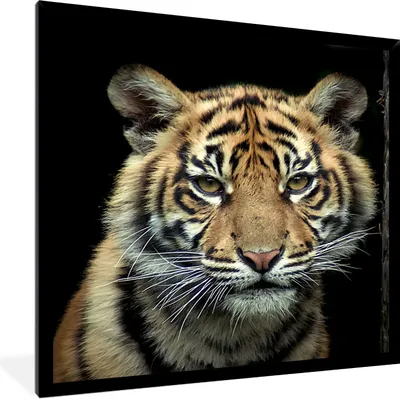 Produktbild von MuchoWow® Gerahmtes Poster Tiger - Schwarz - Jungtier 40x40 cm - Poster mit Schwarzem Bilderrahmen Wandposter Rahmen Foto Bilder - Mit Rahmen - Wanddekoration Schlafzimmer