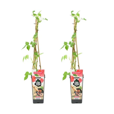Zdjęcie produktu dla Bloomique - Zestaw 2 sztuk - Rubus Fruticosus Heritage - Malina - Rośliny owocowe - Rośliny ogrodowe - Odporne na zimę - Wysokość 50-70 cm - Doniczka 15 cm